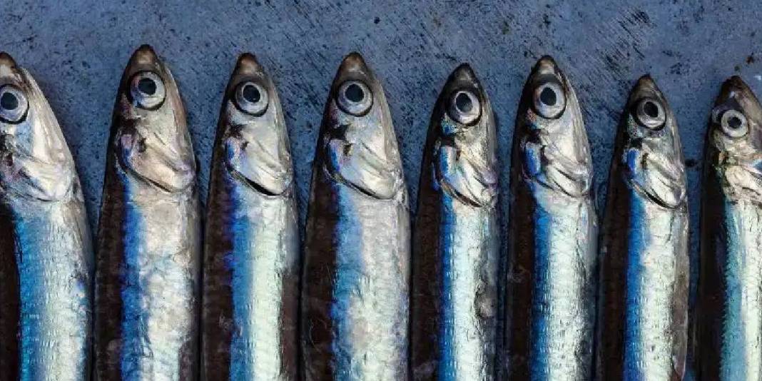 Hamsi yerken kılçığını atmayın! Faydasını duyan çiğnemeden yutacak: Uzmanlar kılçıklı önerdi 5